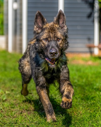DINGO
