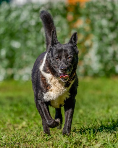 KOSTEK