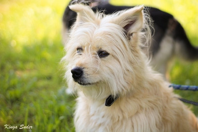 COOKIE