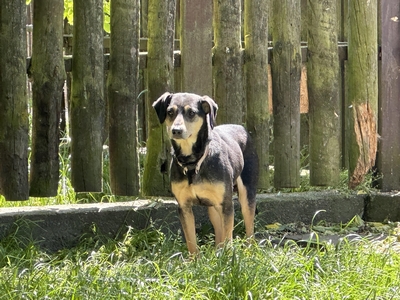 RAMBO