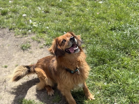 REX